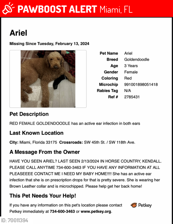 Lost Female Dog last seen 45th st & 118th ave , Miami, FL 33175