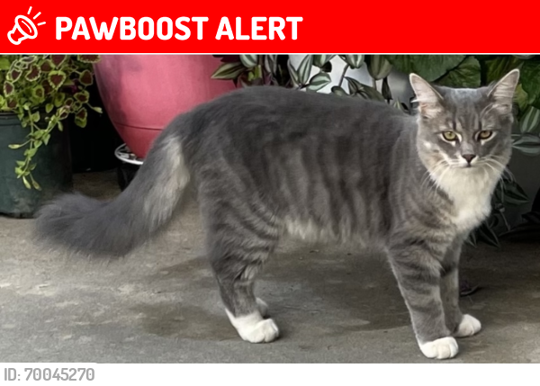 Lost Male Cat last seen Willie McLeod rd taylorsville nv, Township of Taylorsville, NC 28681