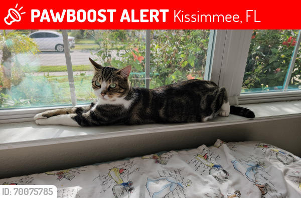 Lost Male Cat last seen Moonstone Bend and Jasper Lane, Kissimmee, FL 34758
