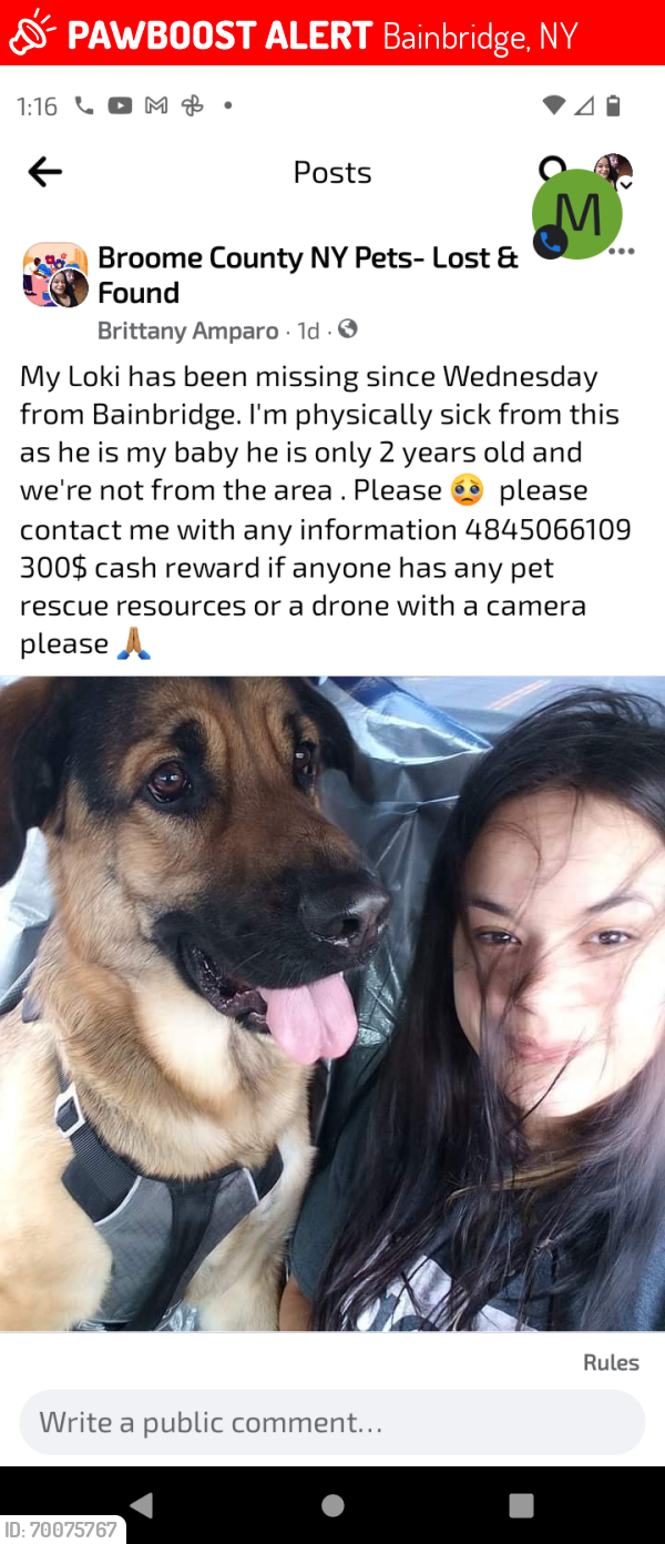 Lost Male Dog last seen Ives settlement rd , Bainbridge, NY 13733