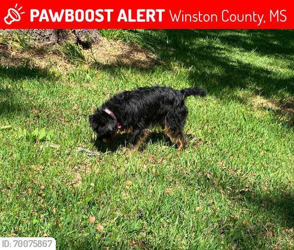 Lost Female Dog last seen Rural Dempsey Road, Winston County, MS 39339
