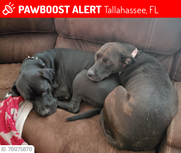 Lost Male Dog last seen Cranleigh Dr and Chelmsford in earn , Tallahassee, FL 32309