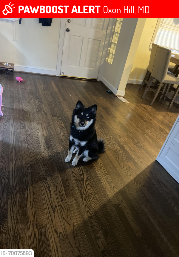 Lost Male Dog last seen National harbor , Oxon Hill, MD 20745