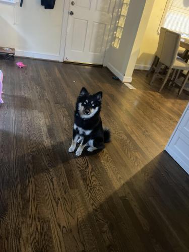 Lost Male Dog last seen National harbor , Oxon Hill, MD 20745