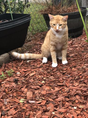 Lost Male Cat last seen Ada Ave Beaumont,Tx, Beaumont, TX 77708