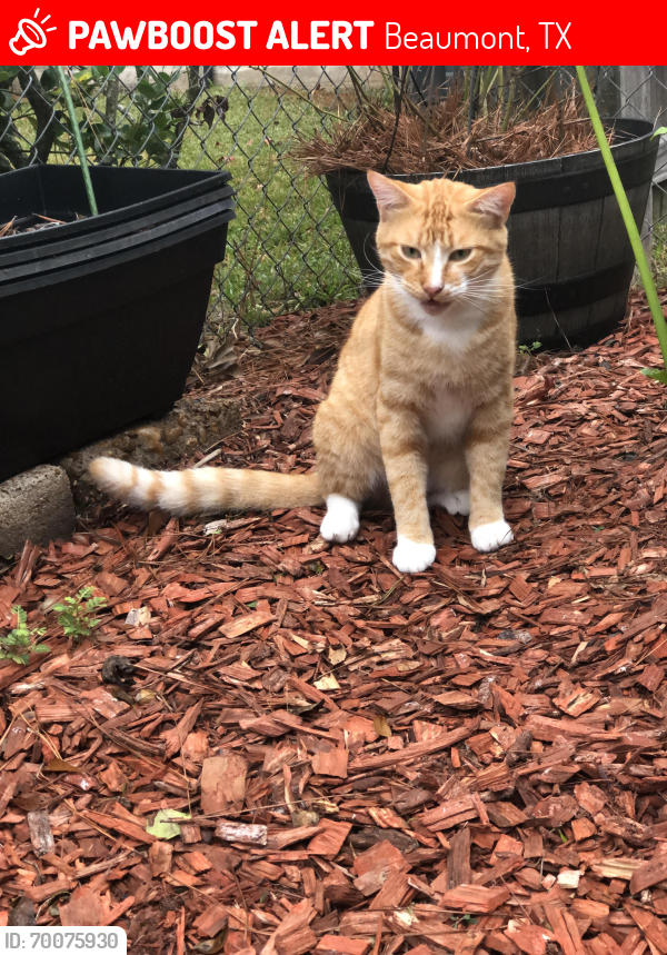 Lost Male Cat last seen Ada Ave Beaumont,Tx, Beaumont, TX 77708