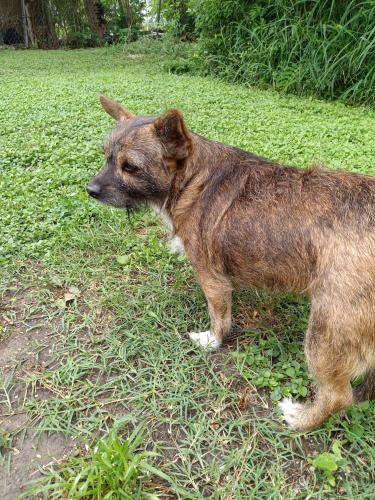 Lost Female Dog last seen Shawnee St & Agnes, Corpus Christi, TX 78405