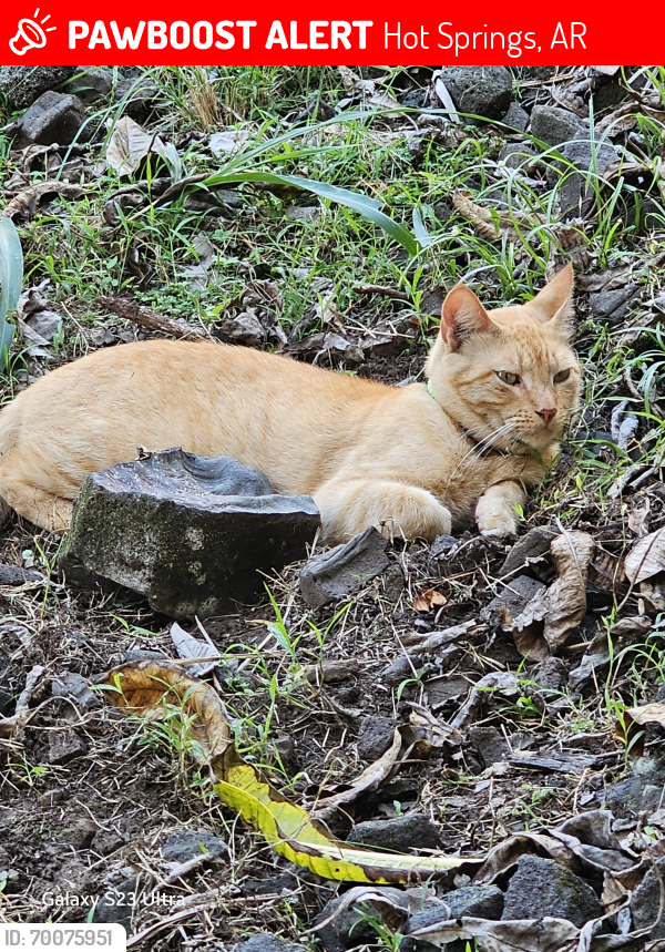 Lost Male Cat last seen Sunnyside, Hot Springs, AR 71901