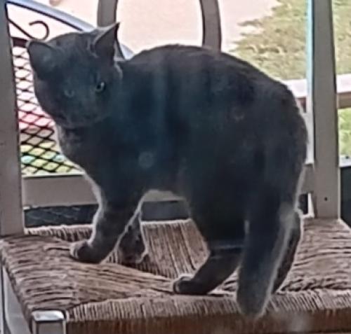Lost Male Cat last seen Berryhill , Pace, FL 32571