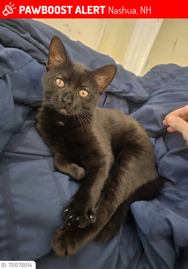 Lost Female Cat last seen Linden street, Nashua, NH 03064