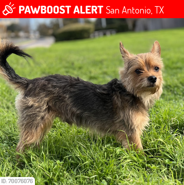Lost Male Dog last seen In the parking lot of Saltgrass and Old Wells Fargo building., San Antonio, TX 78216