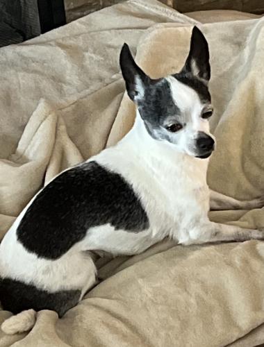 Lost Female Dog last seen Andrew Johnson drive , Manor, TX 78653
