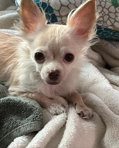 Lost Female Dog last seen Grove Street and MLK, Clearwater, FL 33755