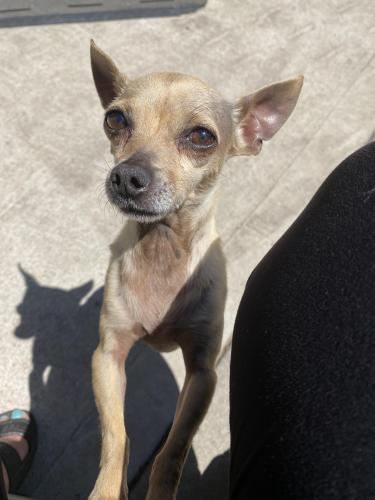 Lost Female Dog last seen Manvel, pearland, Pearland, TX 77584
