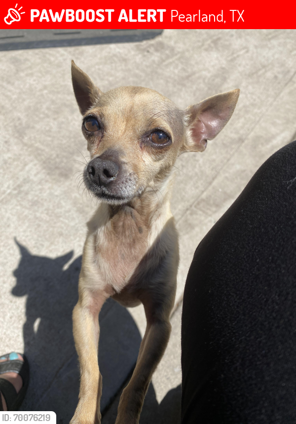 Lost Female Dog last seen Manvel, pearland, Pearland, TX 77584