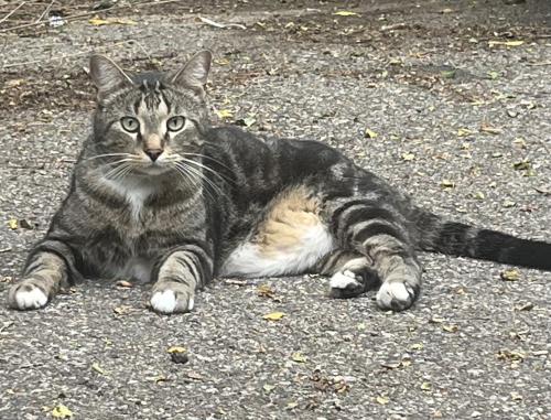 Lost Male Cat last seen Elizabeth Lake and N Roslyn / Across from Bryan’s Coney and behind Sparkle Car Wash , Waterford Township, MI 48328
