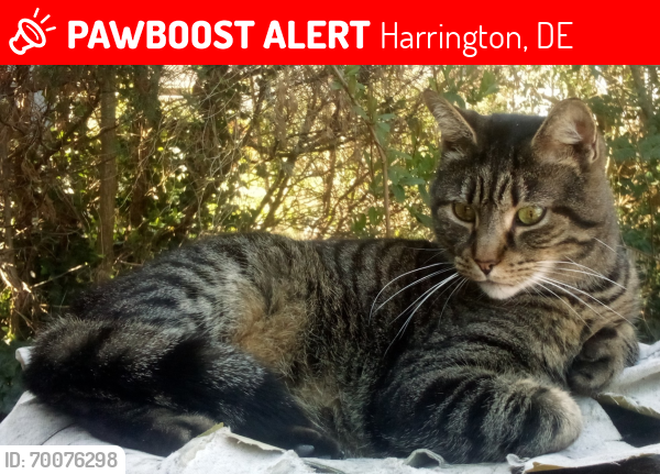 Lost Male Cat last seen Delaware Avenue , Harrington, DE 19952