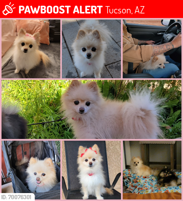 Lost Female Dog last seen Guy st and Cherokee ln, Tucson, AZ 85736