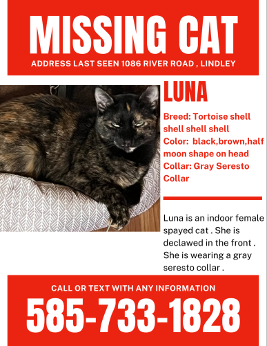 Lost Female Cat last seen Lindley near fire department , Lindley, NY 14858