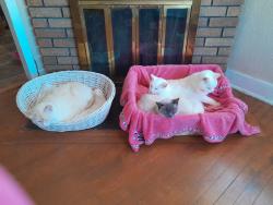 Lost Male Cat last seen Shiffindeker, Joplin, MO 64801