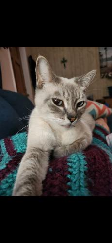 Lost Male Cat last seen 3rd st fort myers fl, 33905, Fort Myers, FL 33901