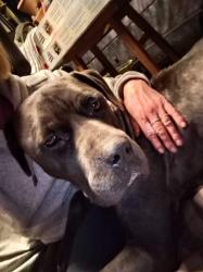 Reunited Female Dog last seen 79th Lowell blvd , Westminster, CO 80030