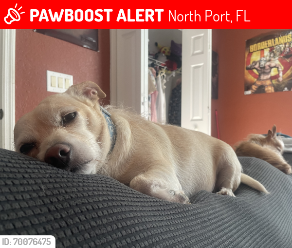 Lost Male Dog last seen Lovett & Kenvil , North Port, FL 34288