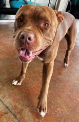 Reunited Male Dog last seen MaxFund Dog Shelter, Denver, CO 80204