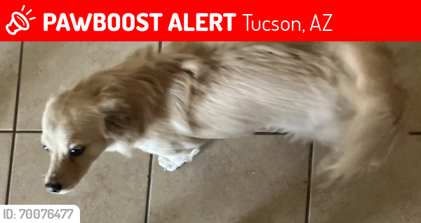 Lost Female Dog last seen Near s Oyama dr, Tucson, AZ 85746