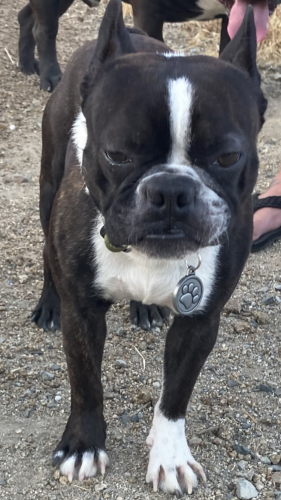 Lost Male Dog last seen N Reservation Rd Porterville, Tulare County, CA 93257