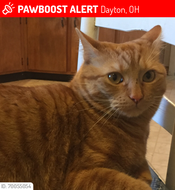 Lost Male Cat last seen Rockwell dr., little York rd., north Dixie, miller lane, Dayton, OH 45414