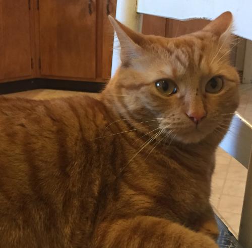 Lost Male Cat last seen Rockwell dr., little York rd., north Dixie, miller lane, Dayton, OH 45414