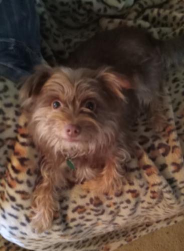 Lost Male Dog last seen Fm 3081, Willis, TX 77378