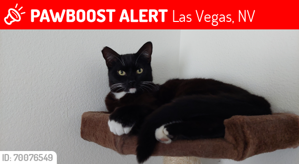 Lost Male Cat last seen Charleston,Torrey Pines, Shoal, Las Vegas, NV 89107