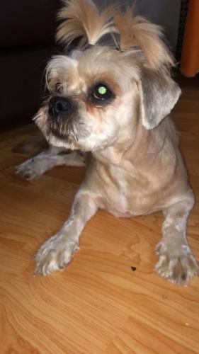 Lost Female Dog last seen 232nd street, laurelton parkway, Queens, NY 11422