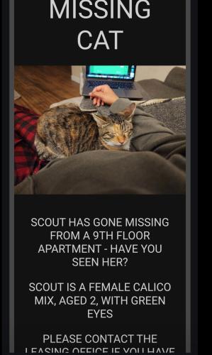 Lost Female Cat last seen Bingham apmt s , Cleveland, OH 44113