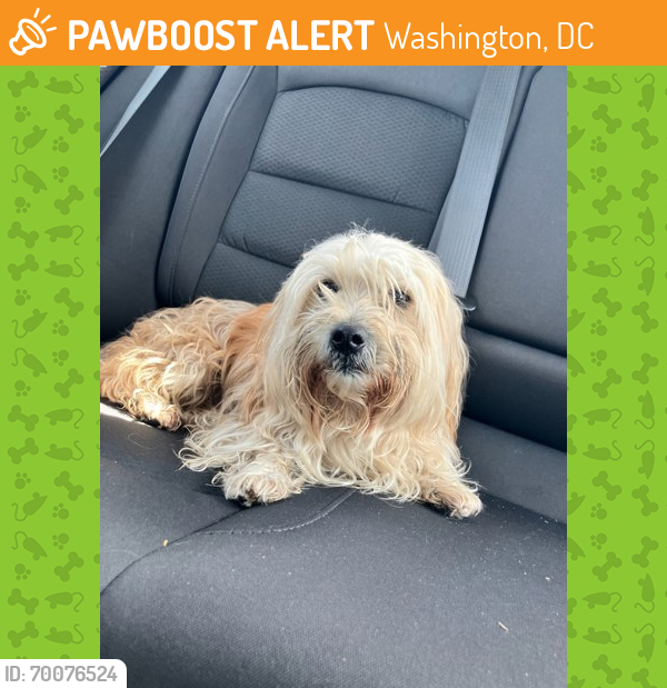 Shelter Stray Male Dog last seen Capitol Heights, MD 20743, Washington, DC 20011