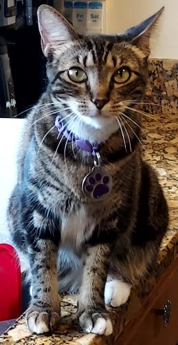 Lost Female Cat last seen Willie May's Pkwy , Orlando, FL 32811