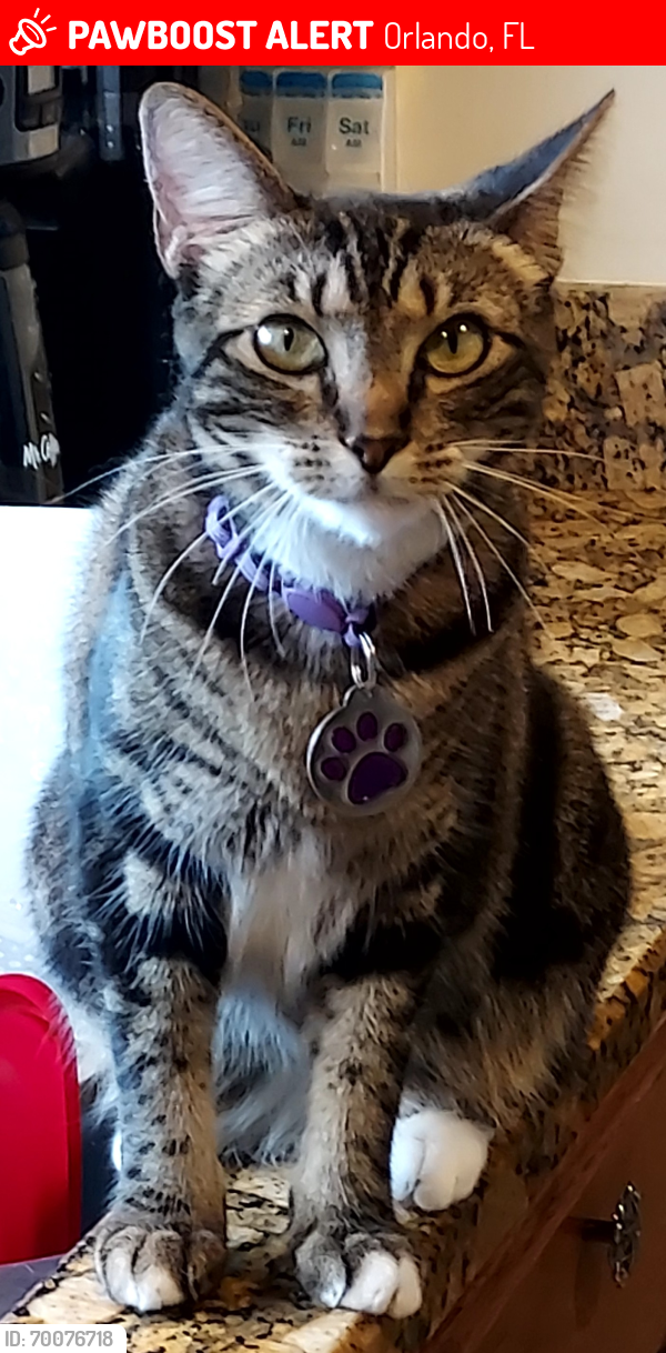 Lost Female Cat last seen Willie May's Pkwy , Orlando, FL 32811