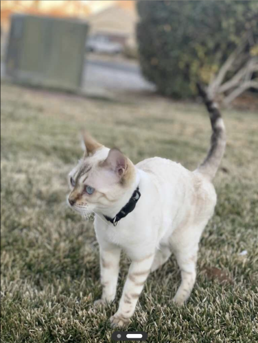 Lost Female Cat last seen Spring Valley Lake Golf Course, Victorville, CA 92395