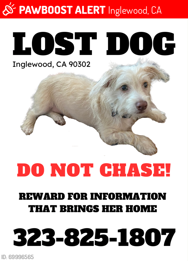 Lost Female Dog last seen LaCienega and Florence, Inglewood, CA 90302