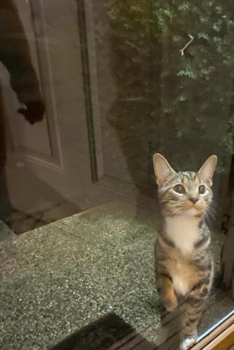 Found/Stray Unknown Cat last seen Beechcroft and Brimfield rd, Columbus, OH 43229