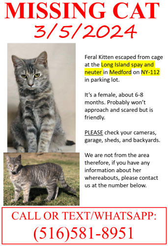 Lost Female Cat last seen ny-112, Medford, NY 11763
