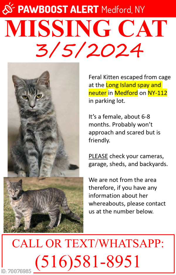 Lost Female Cat last seen ny-112, Medford, NY 11763