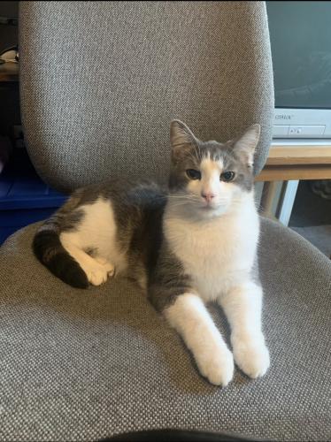 Lost Male Cat last seen Adelaide ave, Providence, RI 02907