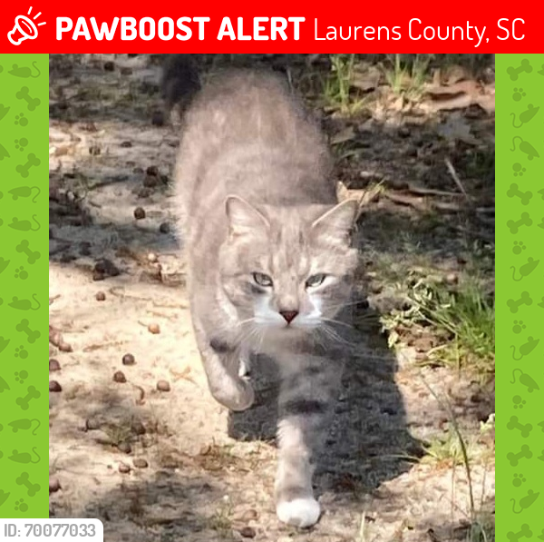 Lost Male Cat last seen Last seen near Harmony Church on Hwy 25 near Ware Shoals, Laurens County, SC 29692
