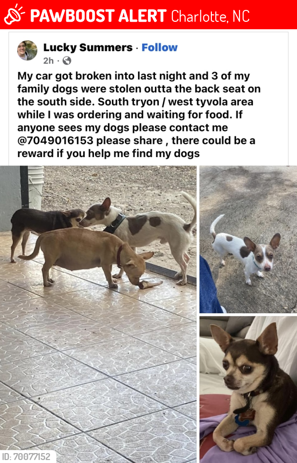 Lost Male Dog last seen The stolen car was found by University , Charlotte, NC 28202