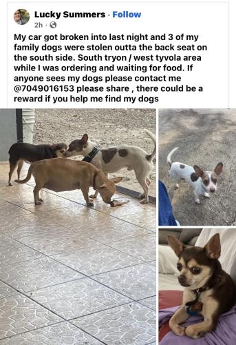 Lost Male Dog last seen The stolen car was found by University , Charlotte, NC 28202
