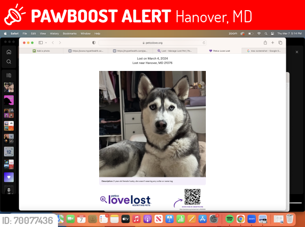 Lost Female Dog last seen Baltimore Washington parkway, Hanover, MD 21076