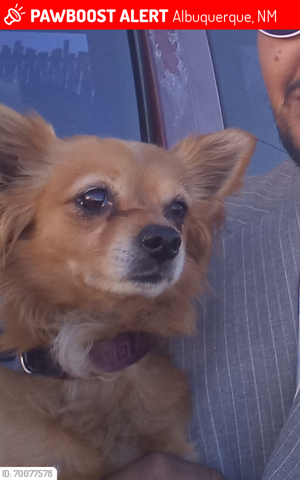 Lost Male Dog last seen Santa Barbara -martinez park, Albuquerque, NM 87102